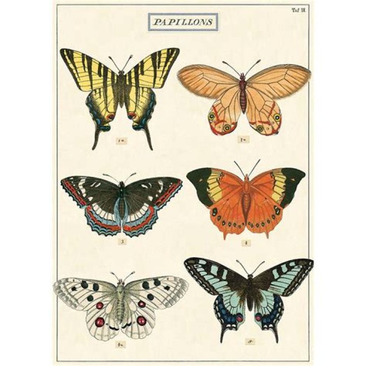 What is a Papillon butterfly?