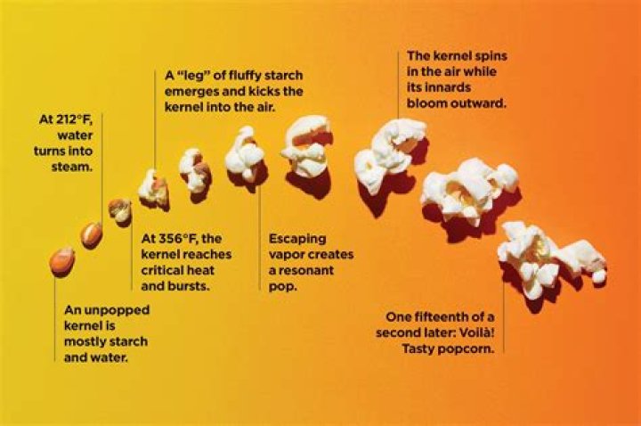 What is a popcorn husk?