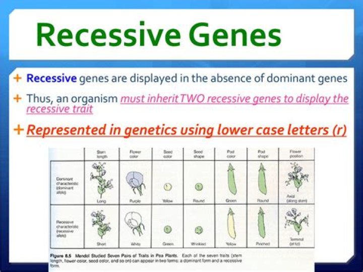 What is a recessive chin?