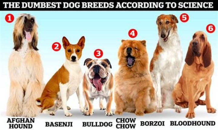 What is a sad dog breed?