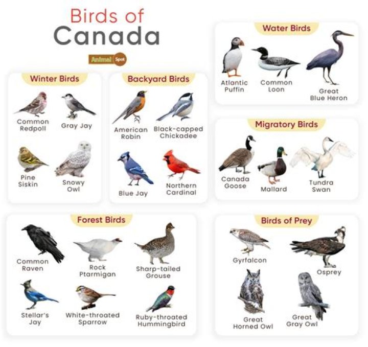 What is Canada's national bird and animal?