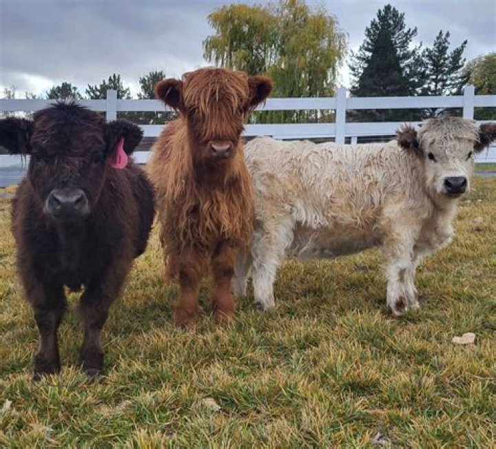 What is driving a herd of cows called?