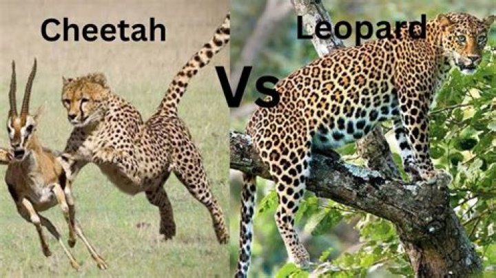 What is faster than cheetah?