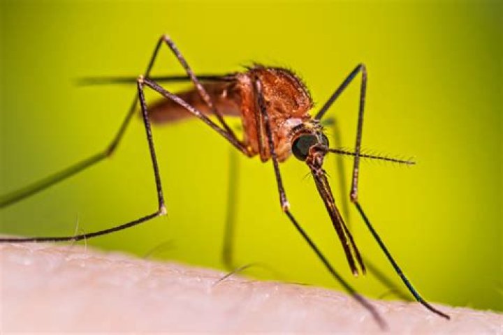 What is female mosquito called?
