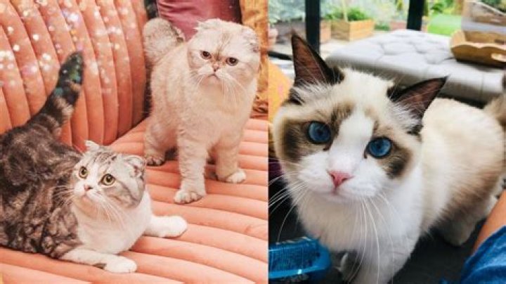 What is Middening in cats?