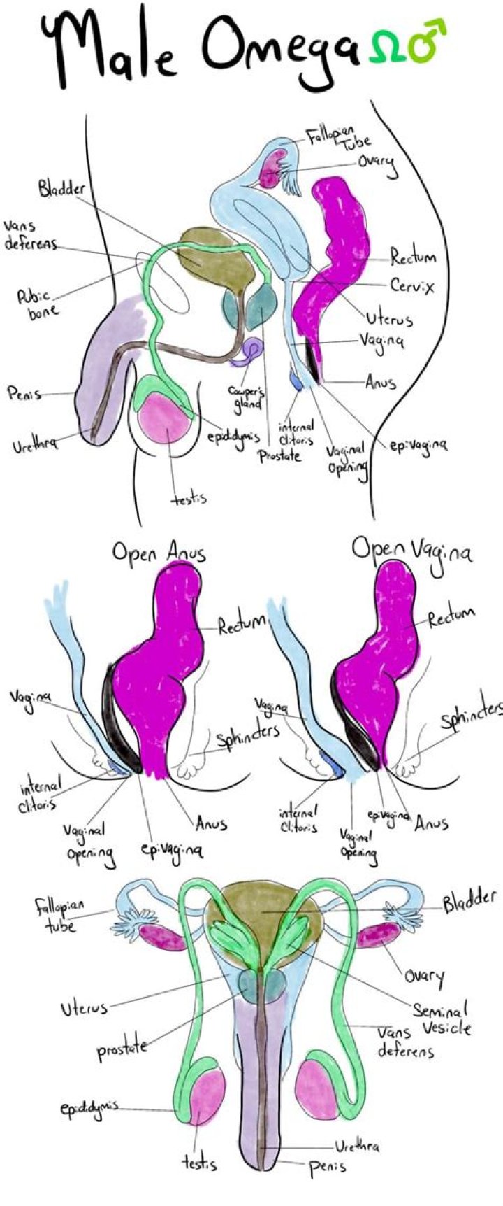 What is nesting in the Omegaverse?