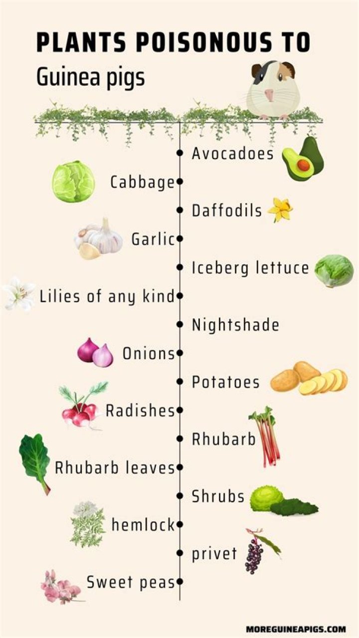 What is poisonous to guinea pigs?