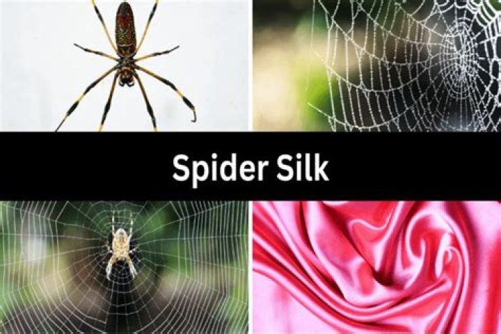 What is spider silk worth?