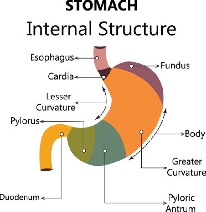 What is Stomach hole called?