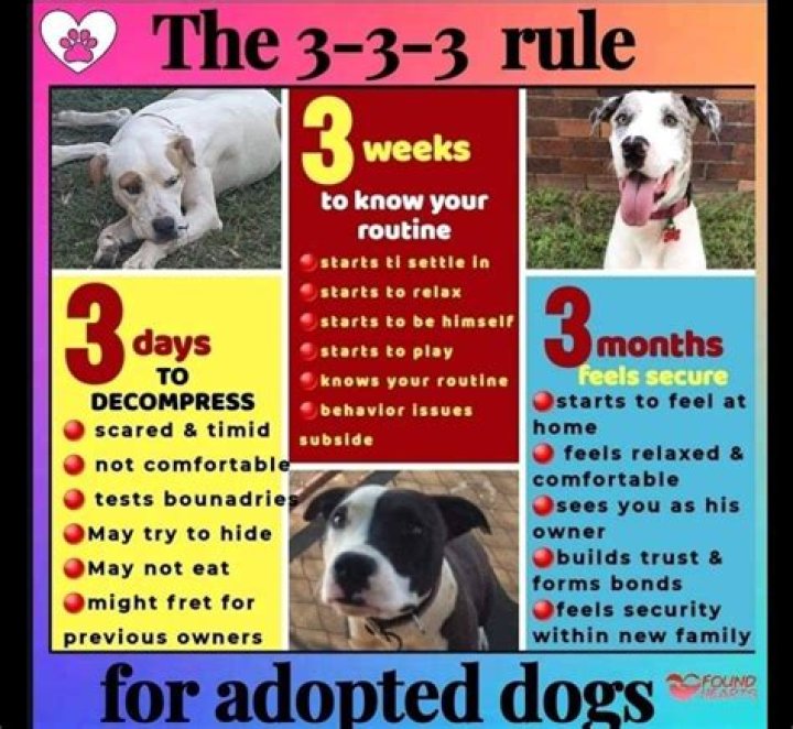 What is the 3 3 dog rule?
