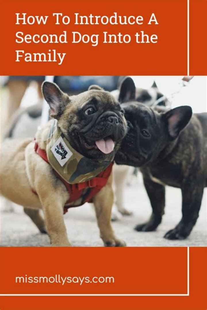 What is the best age to introduce a second dog?