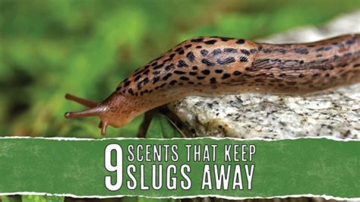 What is the best way to keep slugs away?