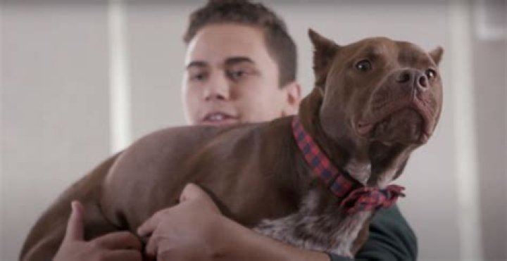 What is the best way to pick up a dog?