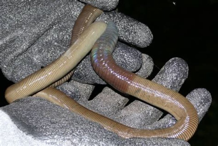 What is the biggest earthworm ever found?