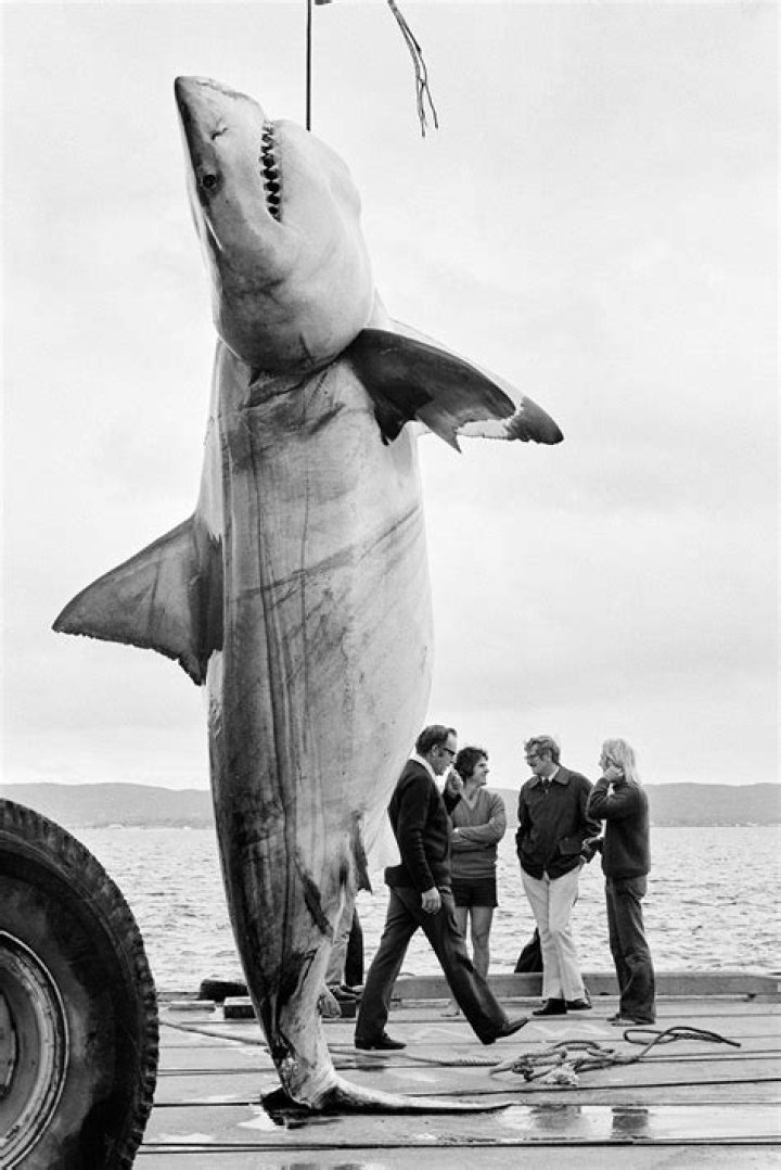 What is the biggest shark ever caught?