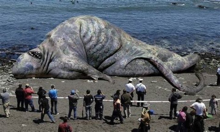 What is the biggest thing in the ocean?