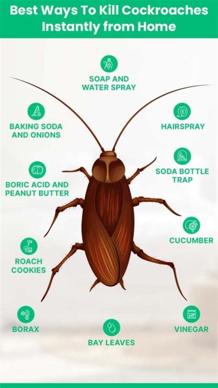 What is the cockroaches natural enemy?