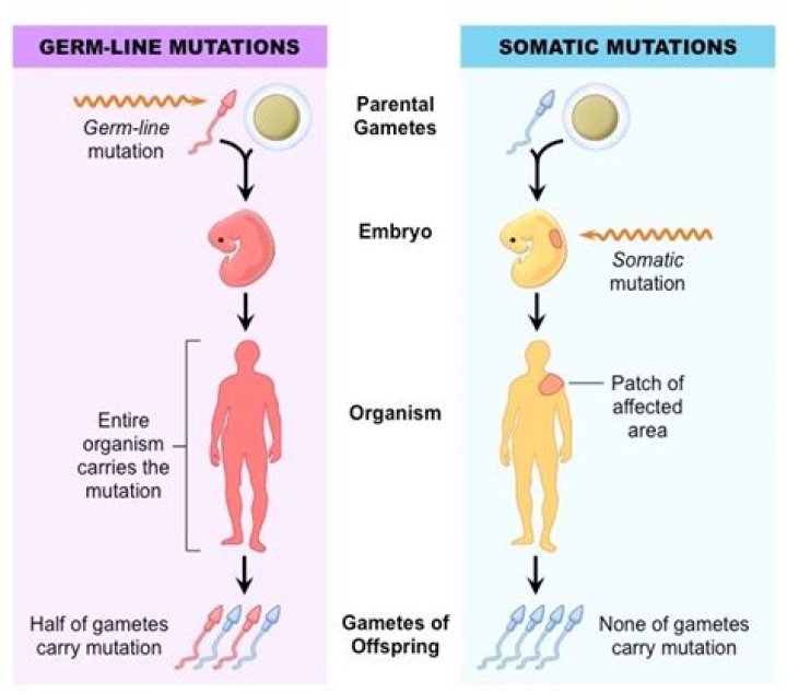 What is the difference between a somatic and germline mutation?
