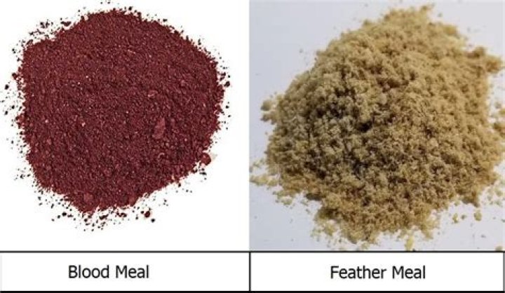 What is the difference between blood meal and feather meal?