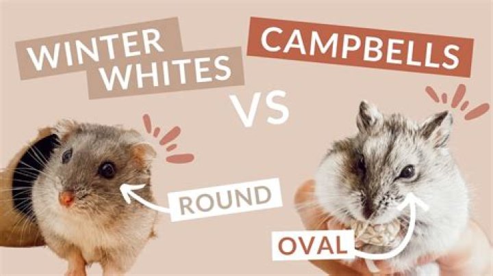 What is the difference between Campbell and Winter White?