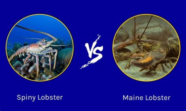 What is the difference between Maine lobster and Australian lobster?