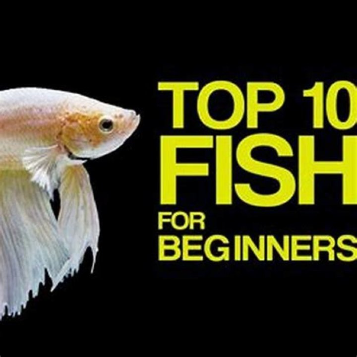What is the easiest fish to take care of for beginners?