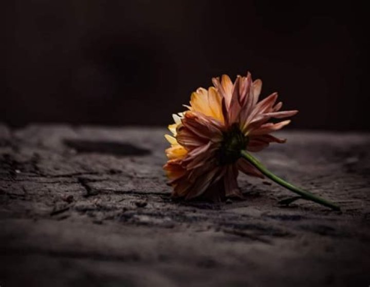 What is the flower of sadness?