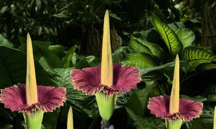 What is the flower that smells like death?