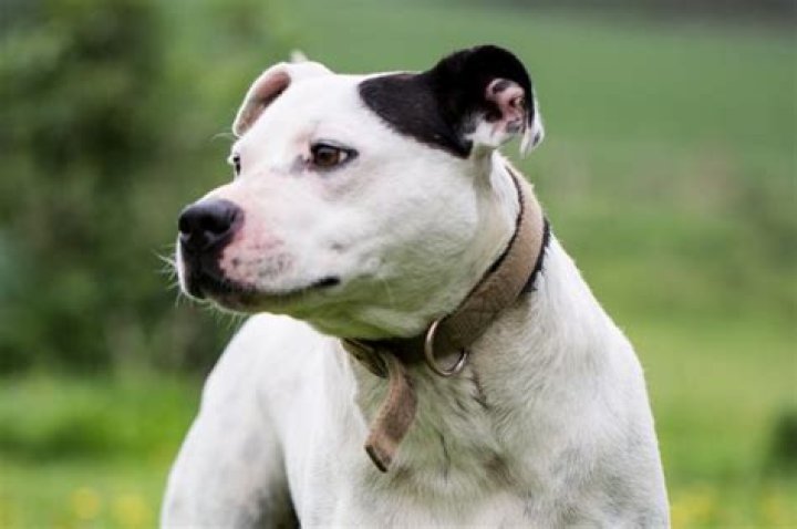 What is the friendliest dog to own?