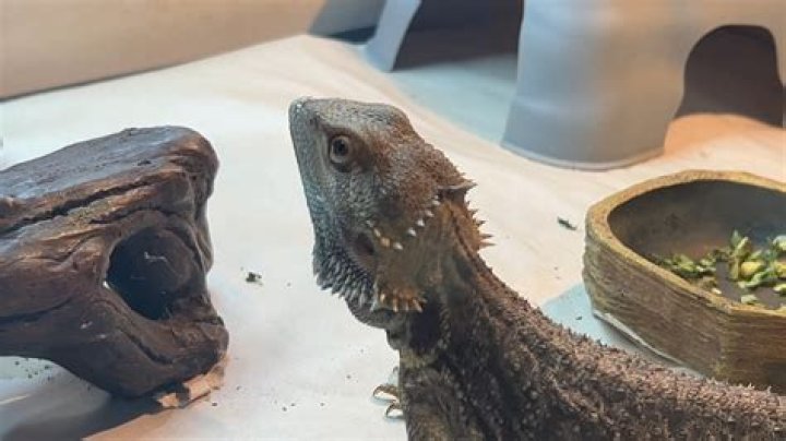 What is the friendliest lizard?