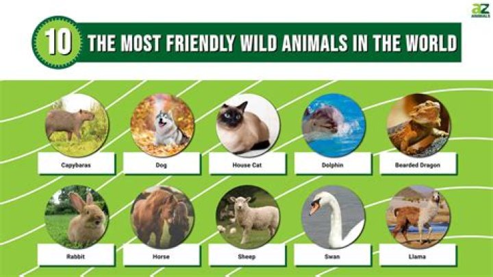 What is the friendliest reptile for a pet?