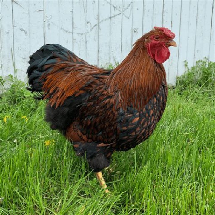 What is the friendliest rooster?