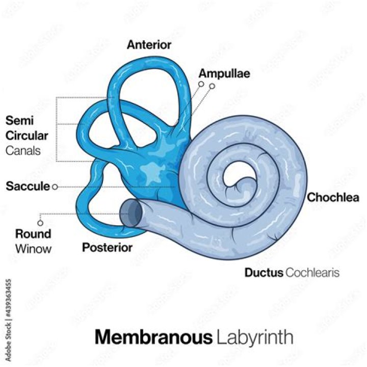 What is the function of the membranous labyrinth?