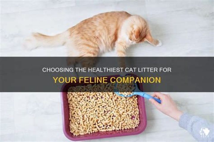 What is the healthiest cat litter to use?