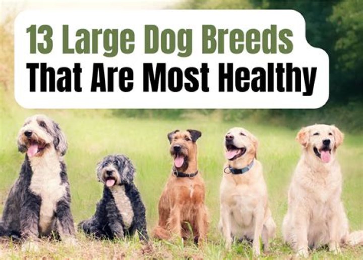 What is the healthiest treat for a dog?