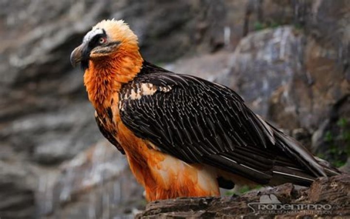 What is the largest bird of prey?