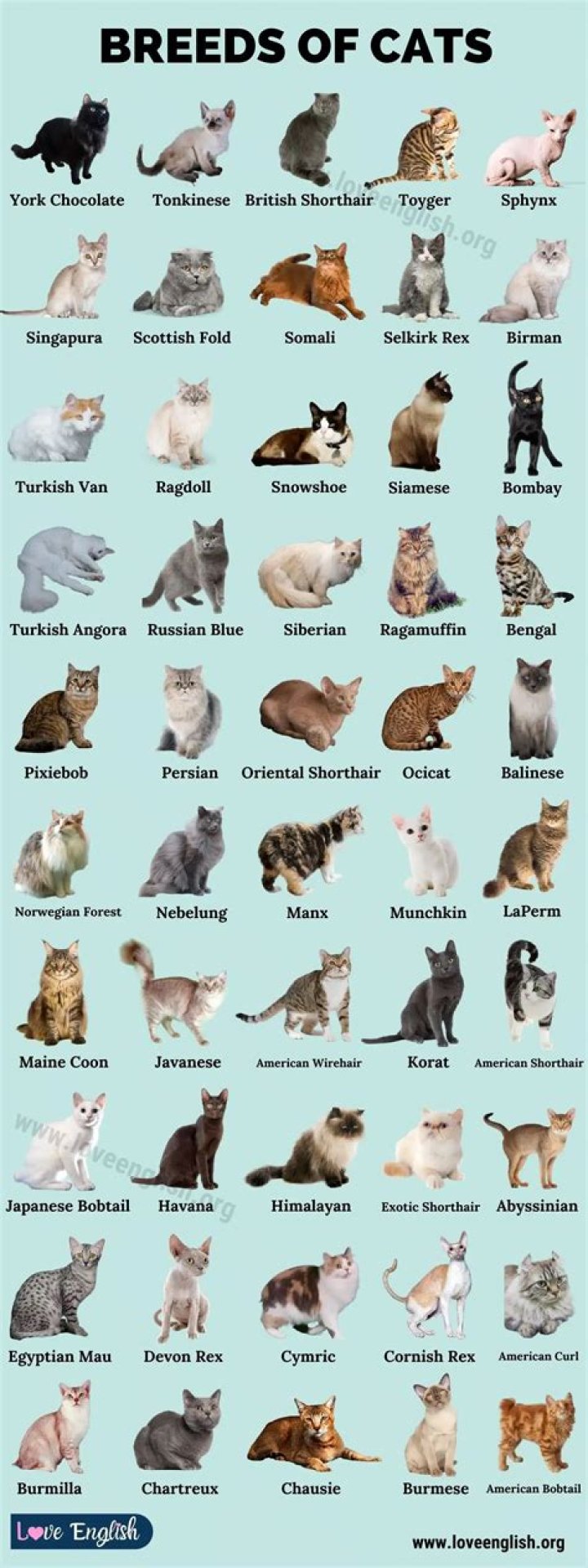 What is the least popular cat breed?
