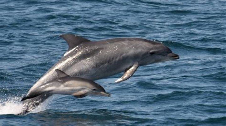 What is the lifespan of a dolphin?