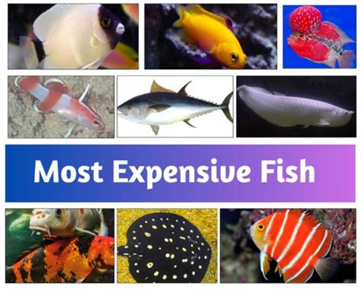 What is the most expensive fish?