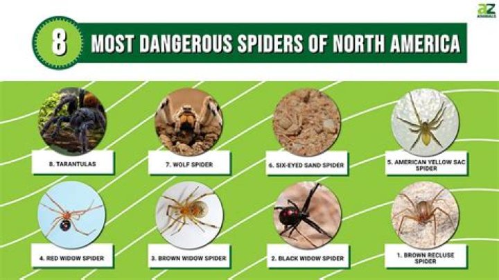 What is the most harmless spider in the world?