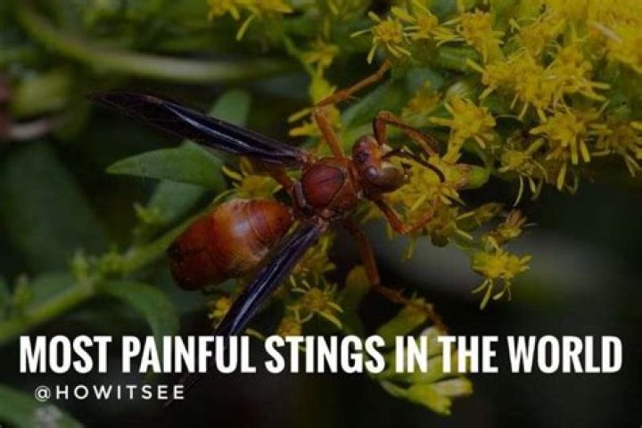 What is the most painful insect sting in the world?