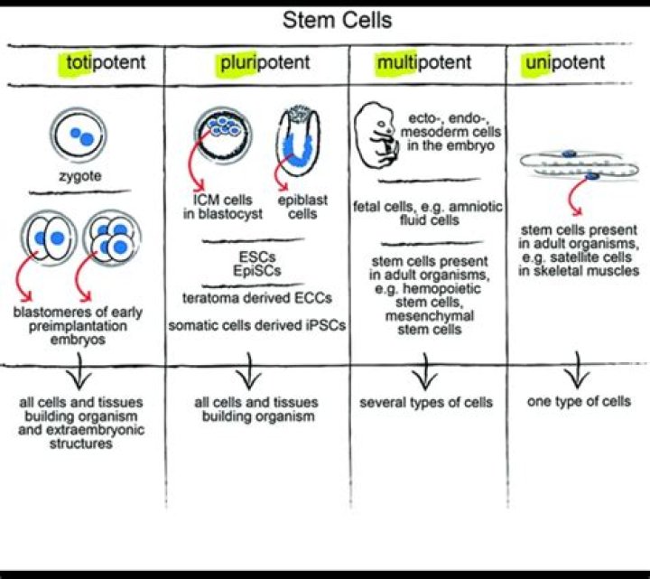 What is the most potent Delta 8?