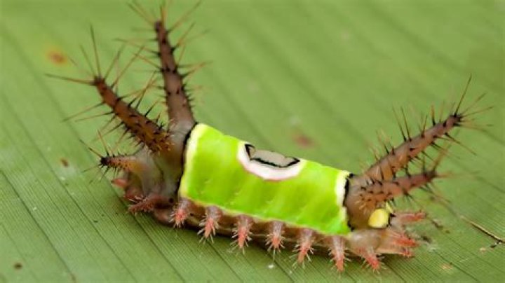 What is the nastiest insect?