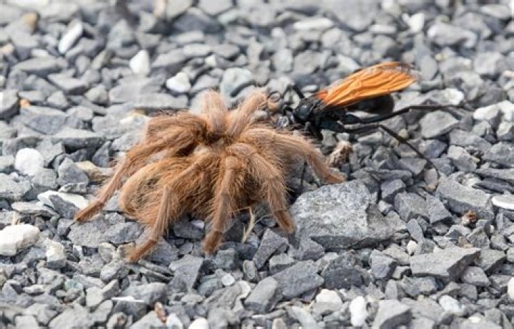 What is the nicest tarantula?