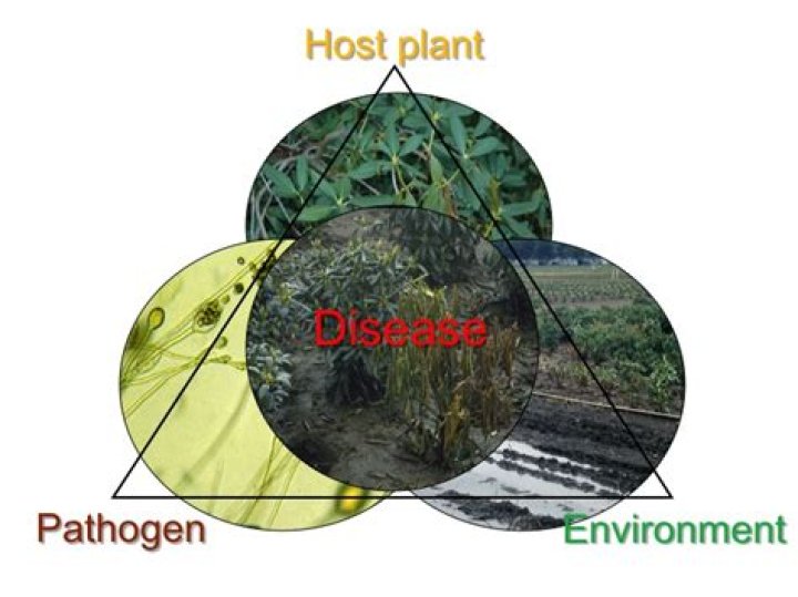 What is the plant disease triangle?