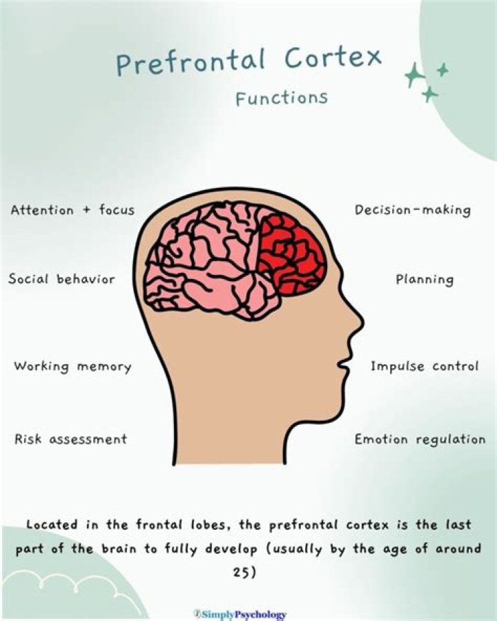 What is the prefrontal cortex and how is it involved in lying?