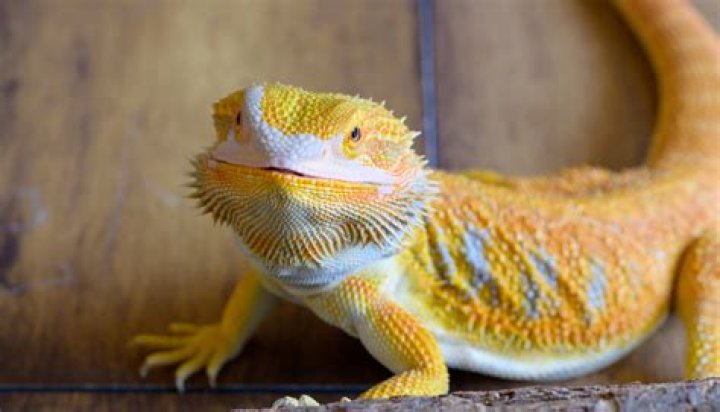 What is the rarest bearded dragon?