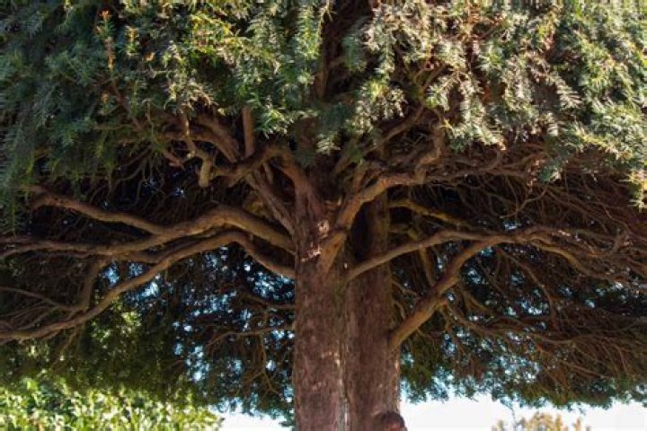What is the rarest tree in the world?