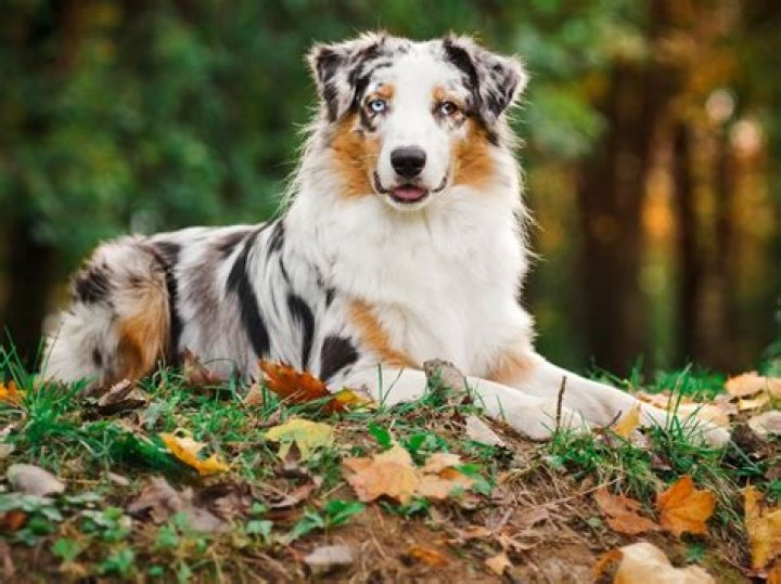 What is the second smartest dog?