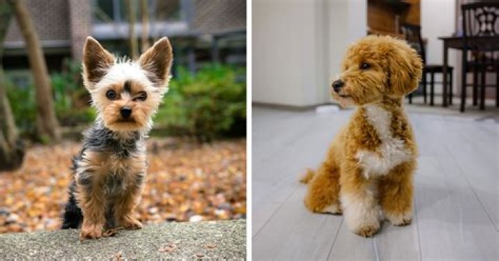 What is the smallest pet you can own?